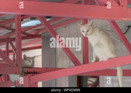 Cats with Heterochromia special to Van, Turkey Stock Photo