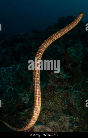 Chinese Sea Snake, Laticauda semifasciata, swimming, Tanjung Kelapa dive site, Manuk Island, Banda Sea, Indonesia Stock Photo