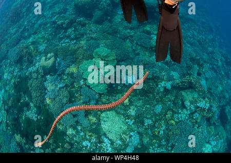 Chinese Sea Snake, Laticauda semifasciata, swimming around fins  above coral, Snake Ridge dive site, Manuk Island, Banda Sea, Indonesia Stock Photo