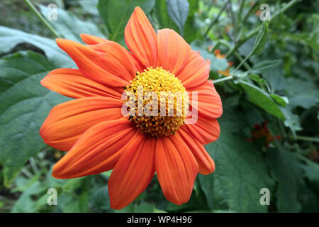 Mexican Sunflower Tithonia rotundifolia Close up Flower Tithonia Flower Closeup Orange Bloom Flowering August Plant In garden Ornamental Flower Stock Photo