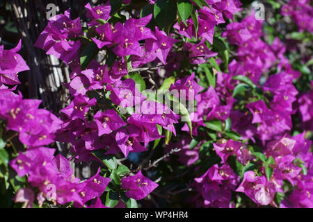 Closeup of purple bouganville flowers in a garden, Ischia, Naples, Italy -Bougainvillea Stock Photo