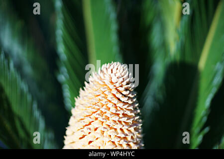 Sago Palm (Cycas revoluta) with male flower cone in Ischia island, Naples, Italy Stock Photo