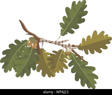 Oak tree branch with acorn and green oak leaves vector images isolated on white. Nature decoration of green oak branch and acorn Stock Vector