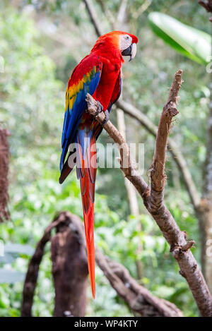 The red macaw or macaw aliverde is a species of bird of the parrot family, Stock Photo
