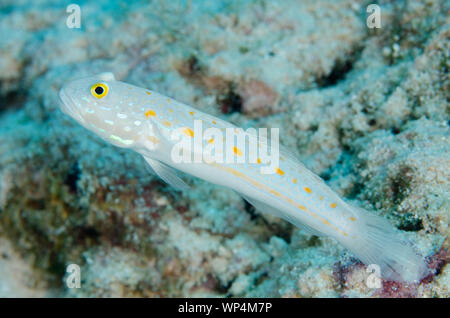 Orange-dashed Goby, Valenciennea puellaris, Fantasea dive site, Misool, Raja Ampat, West Papua, Indonesia Stock Photo