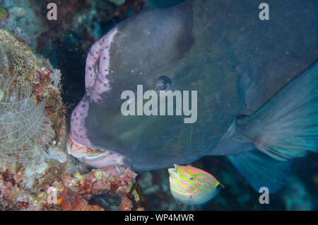 Bumphead Parrotfish, Bulbometopon muricatum, eating coral with Checkerboard Wrasse. Halichoeres hortulanus, Whale Rock dive site, Fiabacet Island Stock Photo