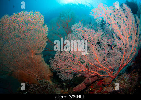 Sea Fans, Melithaea sp, with sun in background, Andiamo dive site, Dara Island, Misool, Raja Ampat, West Papua, Indonesia Stock Photo