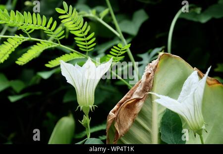 Vegetable and Herb, Fresh WhiteCoccinia Grandis or Ivy Gourd Blossom Blooming in Kitchen Garden. Stock Photo