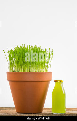 Fresh young wheatgrass growing in a terracotta pot isolated against a white background with a reusable glass bottle of juice. Stock Photo