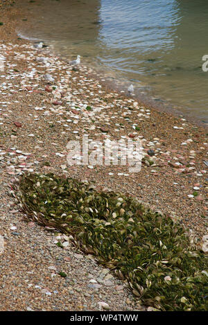 Scallop shells on the beach Stock Photo