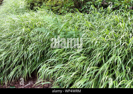 Ornamental grasses, Hakone grass,Japanese Forest Grass Hakonechloa macra 'Albovariegata' Stock Photo