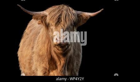 A close up photo of a Highland Cow isolated on a black background Stock Photo