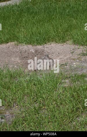 This wildlife photo of a Wild Gopher Tortoise was taken after it moved into my front yard in Kissimmee, Florida. Stock Photo