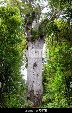 Tane Mahuta, also called Lord of the Forest, is a giant kauri tree in the Waipoua Forest, New Zealand Stock Photo