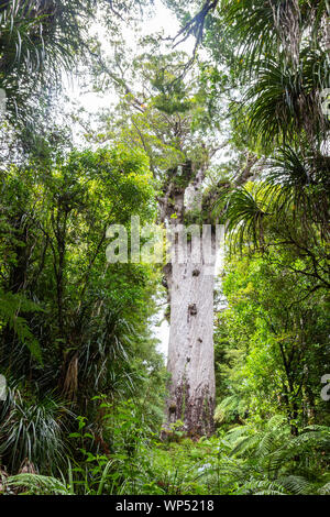 Tane Mahuta, also called Lord of the Forest, is a giant kauri tree in the Waipoua Forest, New Zealand Stock Photo