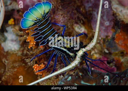 Juvenile Painted Spiny Lobster, Panulirus versicolor, Love Potion #9 dive site, Balbulol Island, Misool, Raja Ampat, West Papua, Indonesia Stock Photo