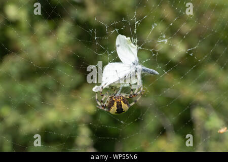 Garden spider (Araneus diadematus) on its web with small white butterfly prey Stock Photo