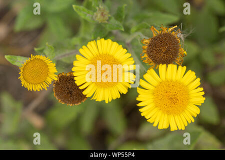 Common fleabane wildflowers (Pulicaria dysenterica) - yellow flowers in late summer, UK Stock Photo