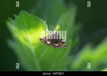 Small yellow underwing, a moth Stock Photo