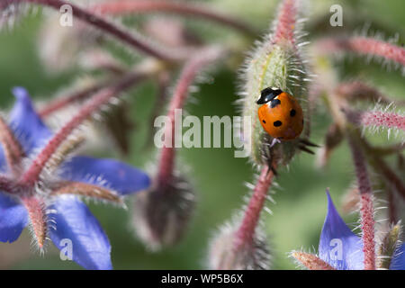 Seven-spot ladybug sitting on a borage flower Stock Photo