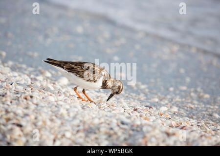 Sanderling (Calidris alba) foraging for food between sea shells on a beach in Sanibel, Florida Stock Photo