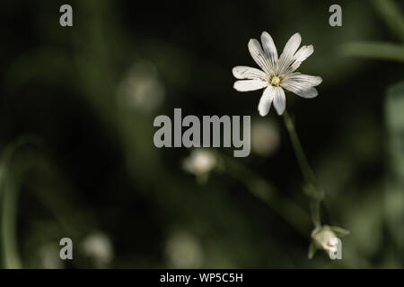 Abstract macro photography of white flower. Stock Photo