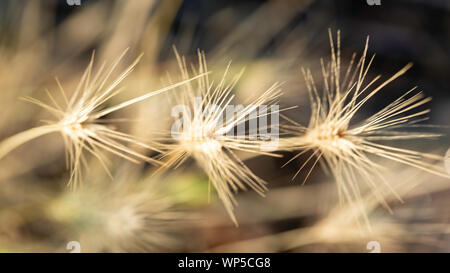 Abstract macro photography of white flower. Stock Photo