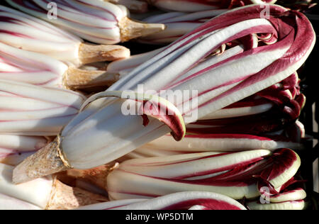 ripe red chicory called RADICCHIO TARDIVO in Italian language for sale at vegetable market in winter Stock Photo