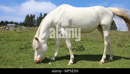 white albino young horse while grazing in mountain in summer Stock Photo