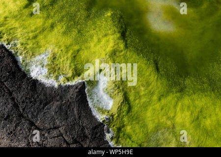 Green fluorescent seeweed and sea algae drying out in abstract patterns on the black basalt lava coast of Ponta do Mistério on ilha Terceira Island in Stock Photo