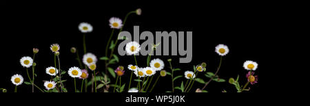 Panorama of Karwinsky’s fleabane (Erigeron karvinskianus) flowers against a black background, Perennial herb, frequently creeping and fragile, with sm Stock Photo