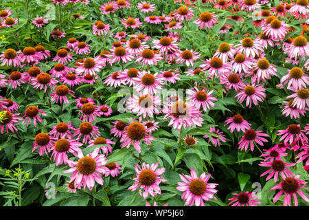 Summer garden border July flowers Echinacea 'Cheyenne Spirit' Purple coneflower Stock Photo