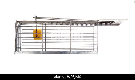 Humane type mousetrap, side view, isolated on white background, set with cheese to trap rodent. Or concept. Stock Photo