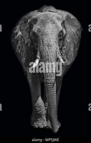 African elephant on dark background in black and white image