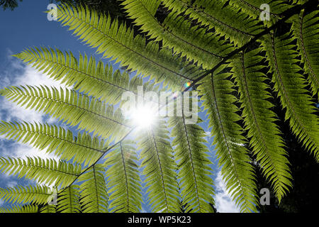 Leave detail of man fern tree at Parque Florestal das Sete Fontes. Dicksonia antarctica (soft tree fern, man fern) is a species of evergreen tree fern Stock Photo