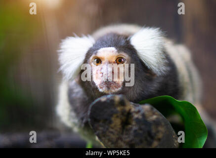 Portrait of white tufted-eared marmoset monkey in the zoo. Stock Photo