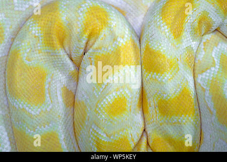 Full Frame Shot Of Yellow Snake Skin. Stock Photo