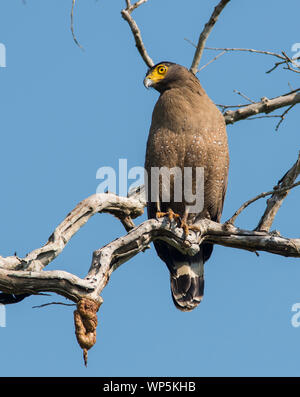 Crested Serpent Eagle (Spilornis cheela) sat on a branch in the sun in Kaeng Krachan National Park Thailand. Stock Photo