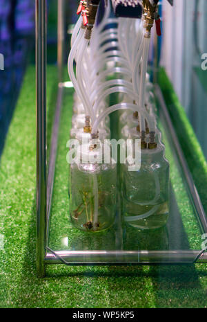 Science Lab Rice The experiment of planting rice in the lab Stock Photo - Alamy