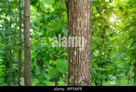 Trunk of Teak tree (Tectona grandis) is a tropical hardwood tree species placed in the flowering plant family Lamiaceae. Stock Photo