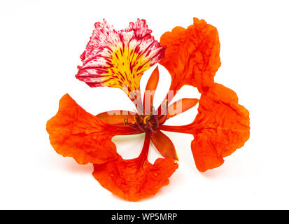 Flam-boyant flower isolated on white background Stock Photo