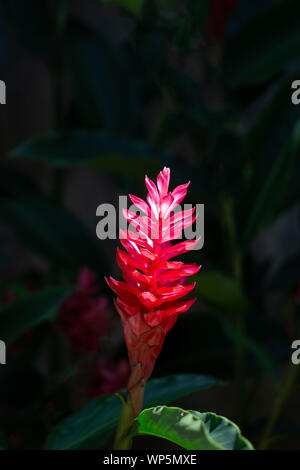 Close-up of Torch Ginger red flower on black background. Stock Photo