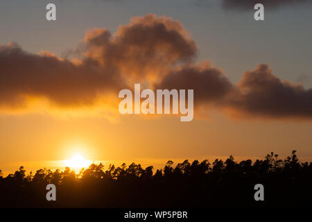 Sunset behind a row of silhouetted trees, Oregon, USA. Stock Photo