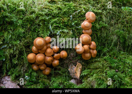 Hypholoma lateritium (Brick cap fungus) growing on a fallen tree. Stock Photo