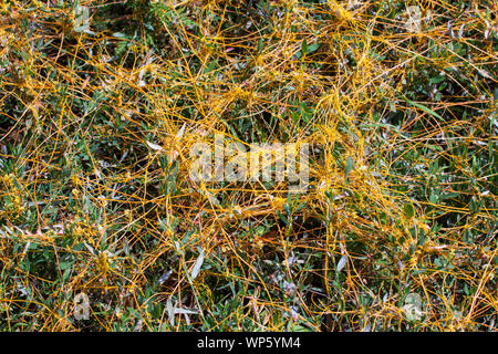 Dodder Genus Cuscuta is The parasite wraps the stems of plant cultures with yellow threads and sucks out the vital juice and nutrients Stock Photo