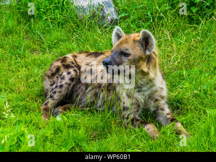 closeup of a spotted hyena laying in the grass, tropical wild dog from Africa Stock Photo