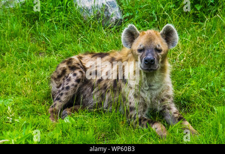 spotted hyena laying in the grass and looking towards the camera, tropical wild cat from Africa Stock Photo