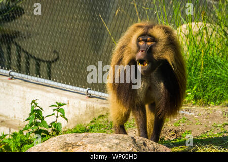 funny gelada baboon making sound, monkey face in closeup, tropical primate specie from the ethiopian highlands of africa Stock Photo