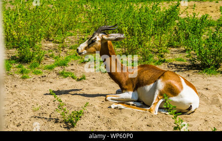 mhorr gazelle laying on the ground in closeup, critically endangered animal specie from the desert of Africa