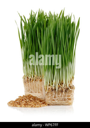Wheat grains with green wheat sprouts isolated on white background Stock Photo